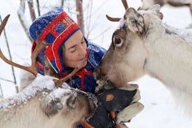 Visite d'une journée complète des rennes avec prise en charge à Kiruna