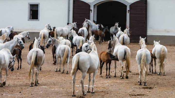 Photo of Beautiful horses at the Lipica stud. Slovenia.