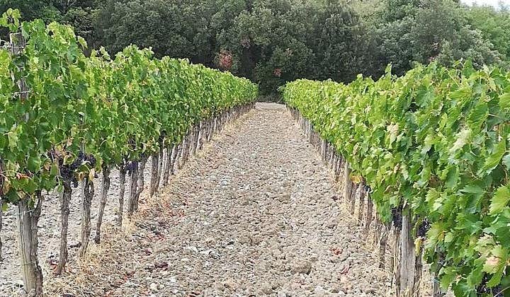 PRIVAT TUR: Nyt utsøkte viner, Brunello & Nobile Wine Tour