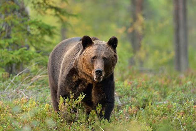 Experiência para grupos pequenos de observação de ursos pardos saindo de Brasov