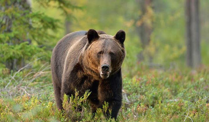 Experiencia de observación de osos pardos para grupos pequeños desde Brasov