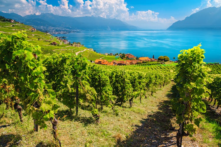 Photo of amazing vine rows with Lake Geneva in background.