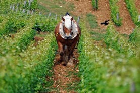 Privé-excursie van een hele dag: wijnproeverij, waaronder 6 grand crus – het beste van Bourgogne