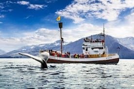 Circuit-découverte des baleines, depuis le point d'observation d'Husavik, à bord d'un traditionnel bateau à coque en chêne, au départ d'Husavik