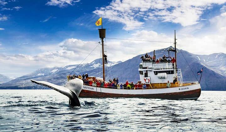 Tour tradizionale di avvistamento delle balene su un'imbarcazione in legno di quercia da Húsavík