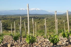 Gåtur i hjertet af de hemmelige vinmarker omkring Collioure, smagninger