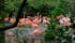 photo of group of red flamingos at the water, with green foliage in the background avifauna, Netherlands.