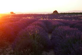 Sunset Lavender Tour från Aix-en-Provence
