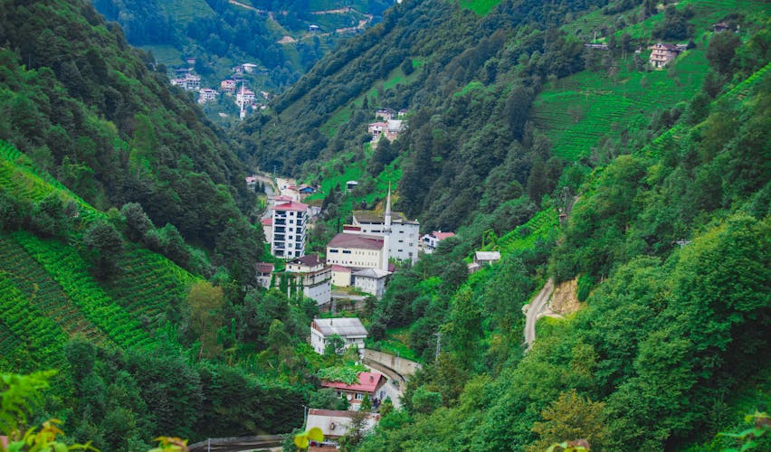 Photo of tea plantation in Trabzon.