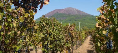 Vesuv, rundvisning på vingård og vinsmagning fra Sorrento-TUI COLLECTION