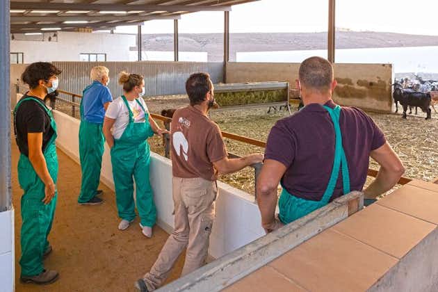 Atelier de fabrication de fromage à Fuerteventura avec petit-déjeuner