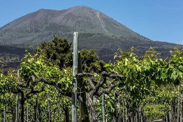 Vesuvius Wine Tasting Tour from Naples with Lunch
