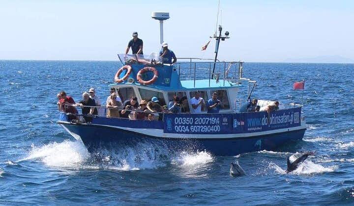 Dolphin Watching in Gibraltar with The blue boat Dolphin Safari