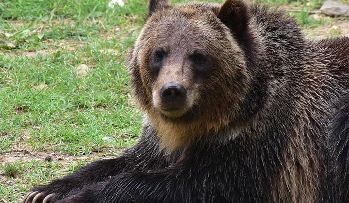 Bear Sanctuary and Dracula's Castle, 1-day Private Tour