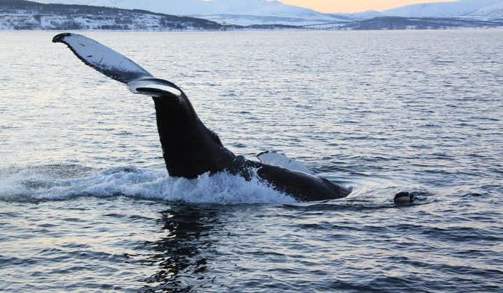 Safari en bateau tout compris à la découverte des baleines et oiseaux marins de Tromso à Skervøy