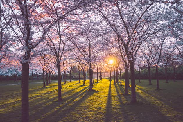 photo of Bloesempark is a pink japanese cherry blossom garden in Amstelveen in full bloom at the sunset or sunrise with sun rays coming through the trees and green grass in Amsterdamse Bos, The Netherlands.