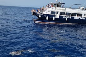Halvdags krydstogtstur - delfin- og hvalsafari