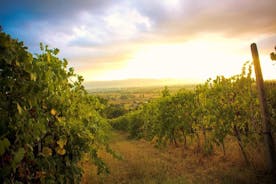 Winemaker för en dag: Tour en ekologisk vingård