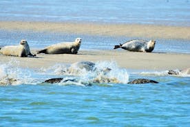 Safari de focas de meio dia para grupos pequenos no local da UNESCO Waddensea de Amsterdã