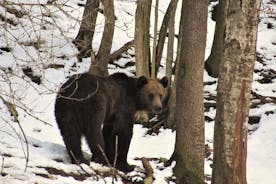 Bear assistindo a experiência perto de Brasov