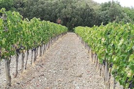 TOUR PRIVADO: Saboreie vinhos requintados, Brunello e vinho Nobile