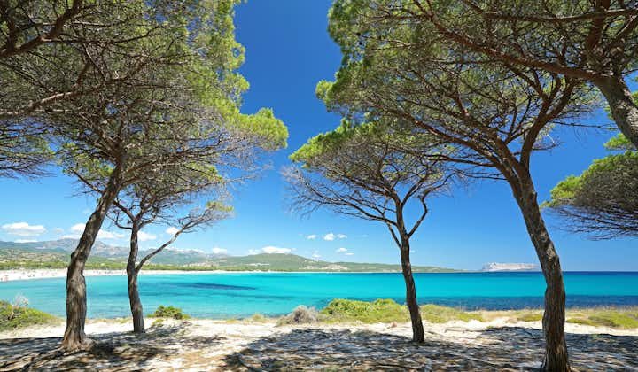 pine forest on the beach Budoni, east coast of Sardinia, Italy, Sant Anna