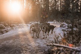 Born to Run morning Self driven Husky tour in November