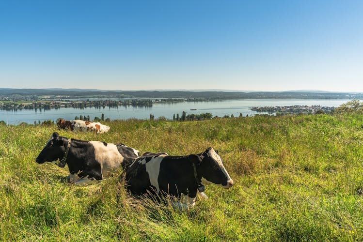 Photo of View of the island of Reichenau and Untersee, cows grazing on a meadow in the foreground, Salenstein, Canton of Thurgau, Switzerland.