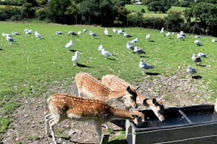 Welsh Mountain Zoo