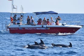 Tour de verano: avistamiento de delfines y snorkeling guiado.