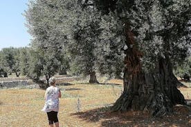 Tour in eeuwenoude olijfgaard in Ostuni