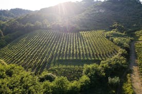  Tenuta Mareli - Vinprovning i Toscana