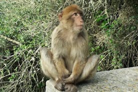 Excursion d'une demi-journée vers Gibraltar au départ de Marbella ou Malaga