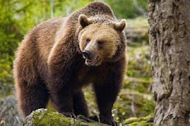 Urso assistindo na selva de Brasov