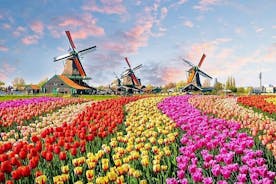 Excursão turística privada aos campos de tulipas e flores de Keukenhof saindo de Roterdã