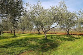 Porec og olivenoliefarm halvdag privat tur