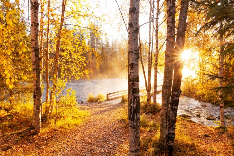 Photo of Morning sunrays shining through Silver birch, Betula pendula leaves next to river rapids in Käylä, near Kuusamo.