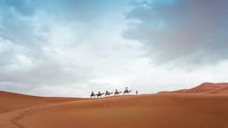 Поездки на верблюдах в Турции