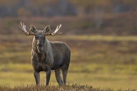 Hirvisafariseikkailu ebikellä