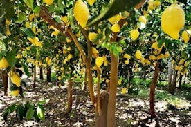 Amalfi Coast - Maiori: Path of Lemons, Tour with Tasting