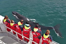 Akureyriのダウンタウンからのクジラウォッチング