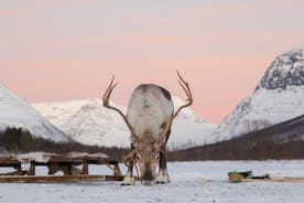 Tour guidato in slitta con le renne e cupole di ghiaccio di Tromsø