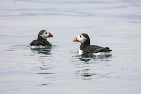 Reykjavik Premium Puffin-tur | Nærbillede og personlig