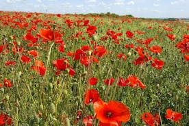 Australische und neuseeländische Battlefield-Tagestour in der Somme von Lille oder Arras