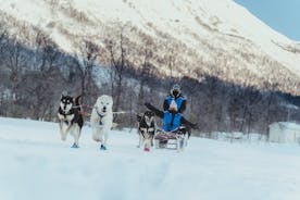 Roligt och enkelt hundspannäventyr - morgontur