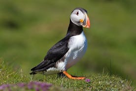 Excursão com papagaios-do-mar e vulcão em Vestmannaeyjar