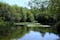 Photo of beautiful lily pond, with reflections in the still water, amongst the trees in Pembrey Country Park, Wales.