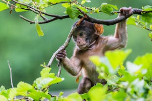 Trentham Monkey Forest