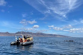 Excursão de 1,5h para ver golfinhos e baleias em Fuerteventura