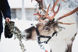 Husky and Reindeer Farm Visit With Snowmobiling